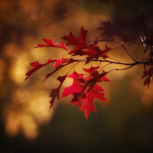 Le phénomène des saisons